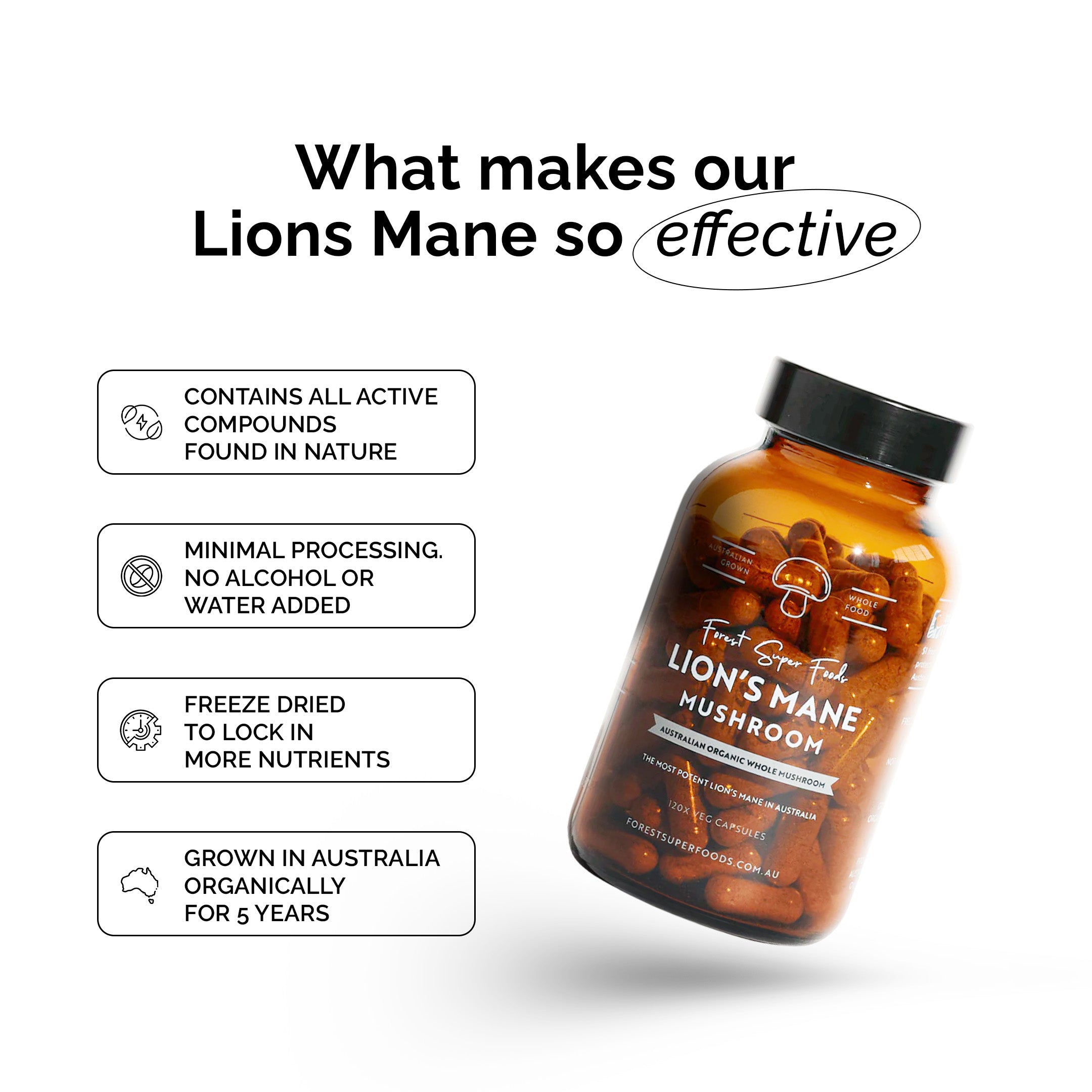 The reasons Forest Super Foods Lion's Mane is so effective at improving brain function